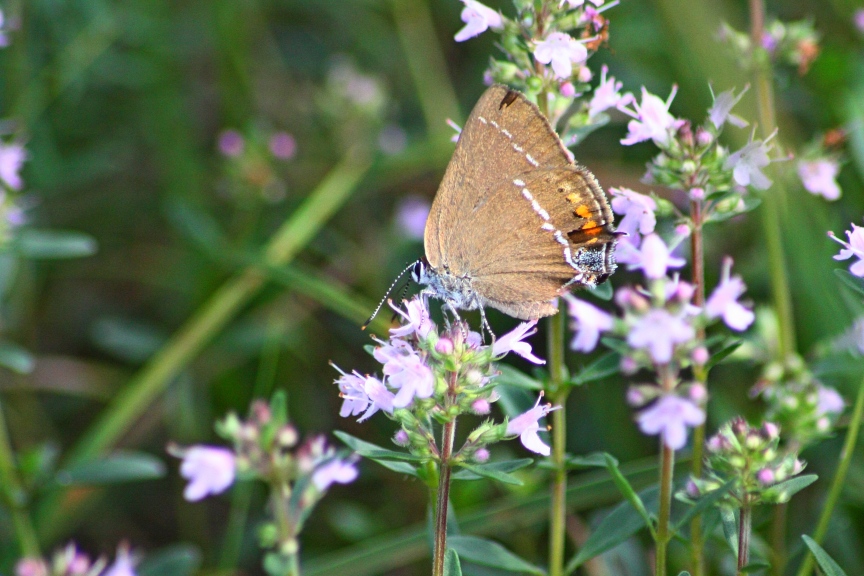 satyrium spini in prima pagina